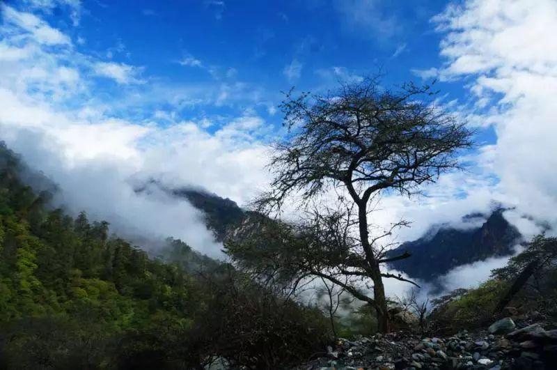 狗狗打针的场景,真是太惊险刺激了,狗狗最后的表情亮了